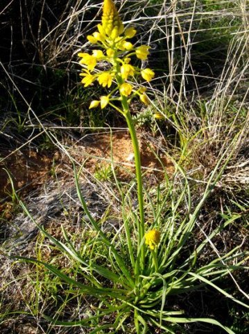 Bulbine abyssinica