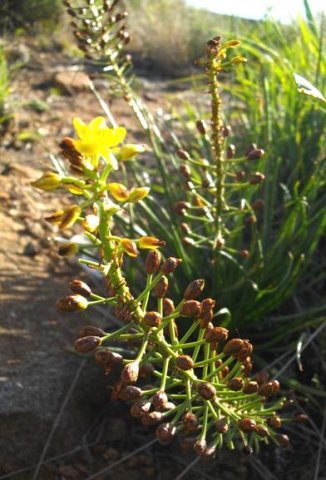 Bulbine abyssinica end of bloomtime