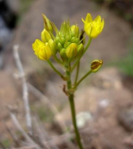 Bulbine capitata 