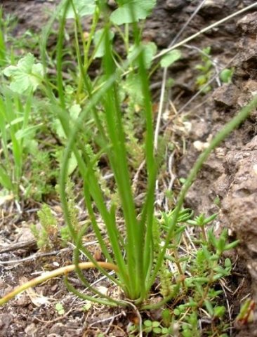 Bulbine capitata leaves