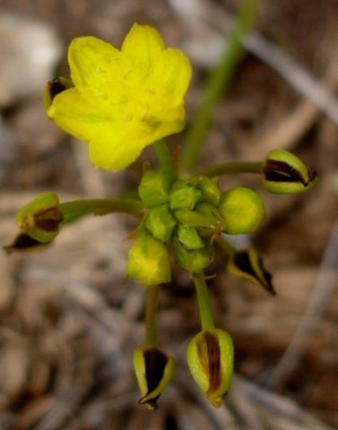 Bulbine capitata flowers