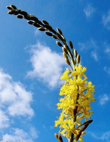Bulbine cepacea buds and flowers