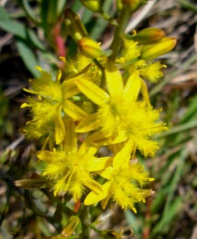 Bulbine cepacea flowers