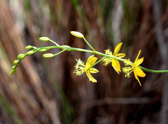 Bulbine favosa