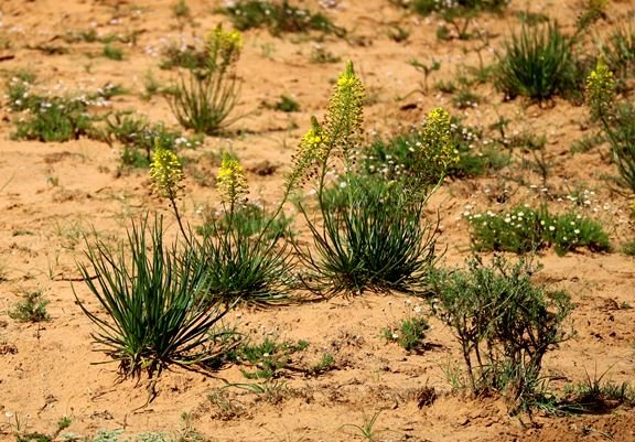 Bulbine frutescens