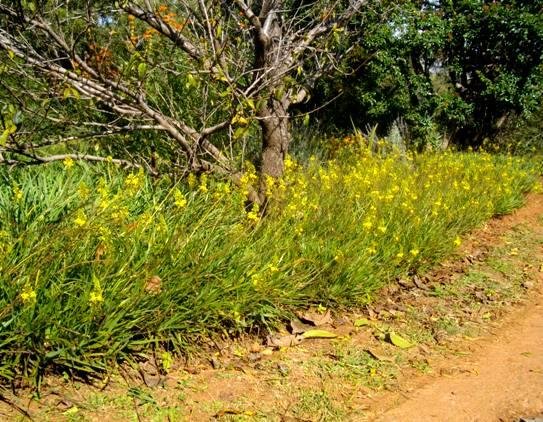 Bulbine frutescens, the useful balsam kopiva