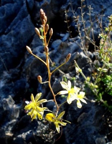 Bulbine mesembryanthemoides subsp. mesembryanthemoides