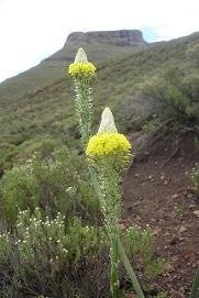 Bulbine narcissifolia flowerhead