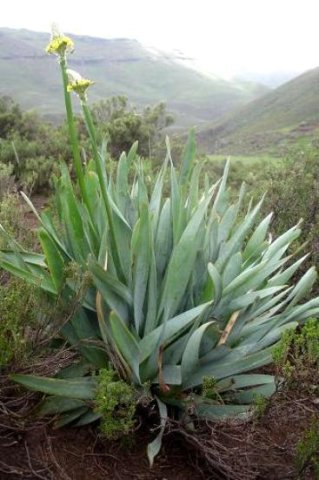 Bulbine narcissifolia leaves