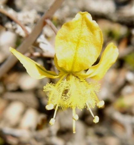 Bulbine praemorsa flower