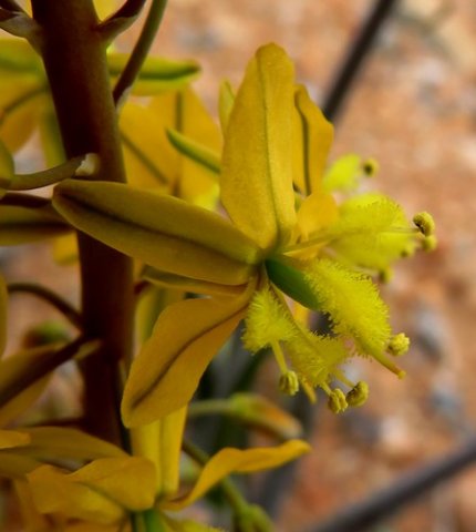 Bulbine praemorsa flower
