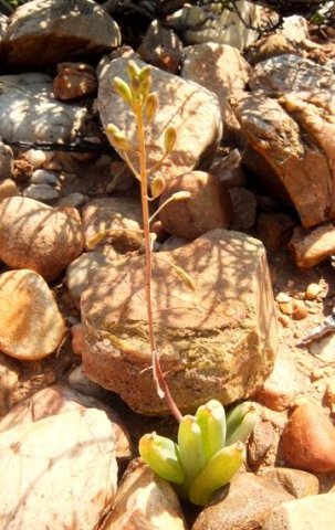 Bulbine praemorsa