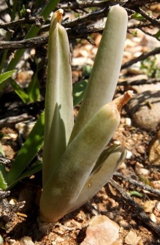 Bulbine praemorsa leaves