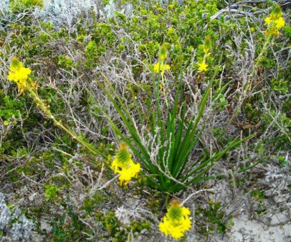 Bulbine lagopus maybe
