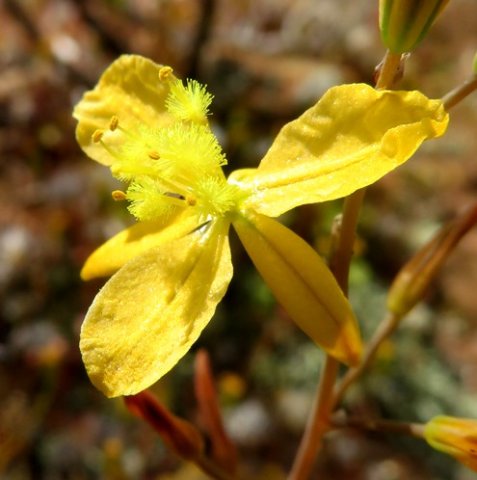 Bulbine succulenta flower