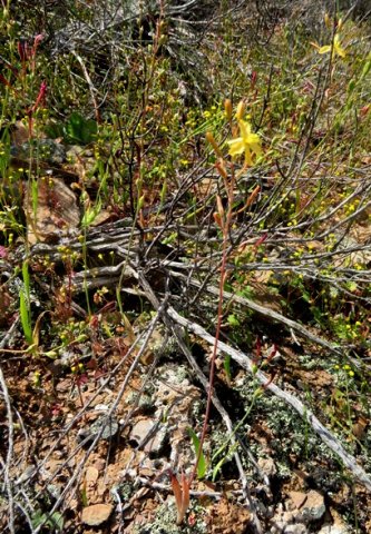 Bulbine succulenta
