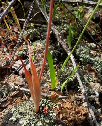 Bulbine succulenta leaves