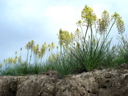 Bulbine
