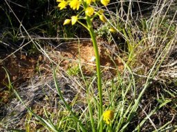 Bulbine abyssinica