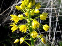 Bulbine abyssinica inflorescence