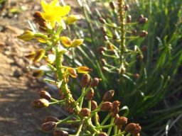 Bulbine abyssinica end of bloomtime