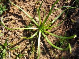 Bulbine abyssinica young plant