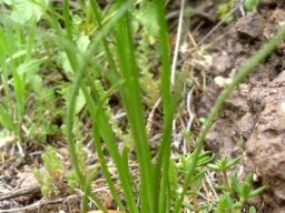 Bulbine capitata leaves