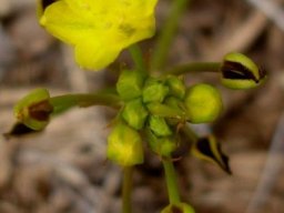 Bulbine capitata flowers