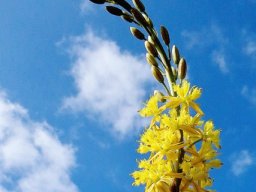 Bulbine cepacea buds and flowers
