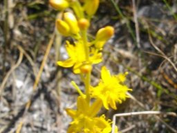 Bulbine cepacea
