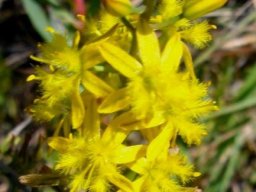 Bulbine cepacea flowers