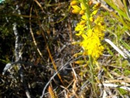 Bulbine cepacea racemes