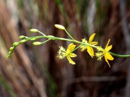 Bulbine favosa