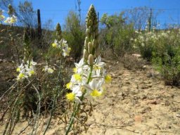 Bulbine frutescens flowering white