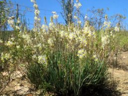 Bulbine frutescens near Oudtshoorn