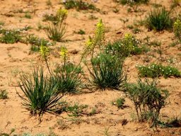 Bulbine frutescens