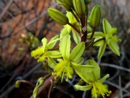 Bulbine frutescens raceme