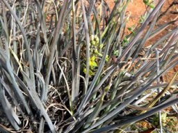 Bulbine frutescens leaves in drought