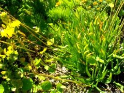 Bulbine frutescens, the burn jelly plant