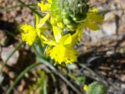 Bulbine lagopus