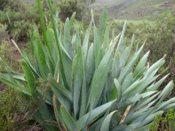Bulbine narcissifolia leaves