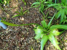 Bulbine latifolia