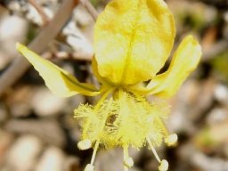 Bulbine praemorsa flower
