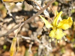 Bulbine praemorsa flowers