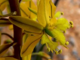 Bulbine praemorsa flower
