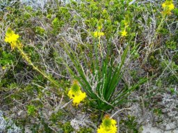 Bulbine lagopus maybe