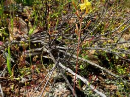 Bulbine succulenta