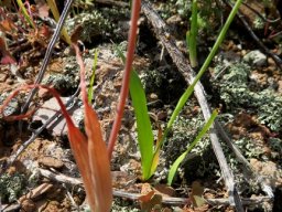 Bulbine succulenta leaves