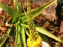 Bulbine species