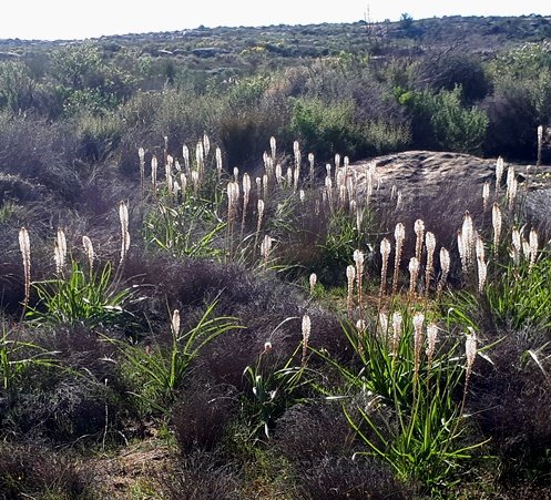Bulbinella cauda-felis August flowering